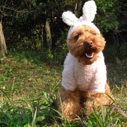 うさぎ/パンダ変身コスチューム