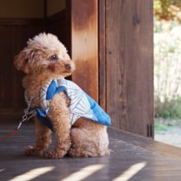 ちゃんちゃんこ