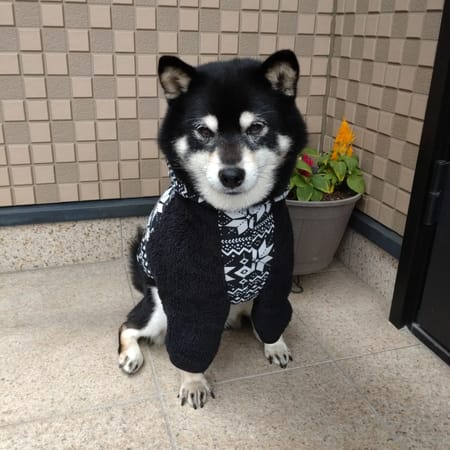 キムキムさんの作品