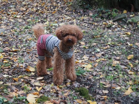 shimaさんの作品