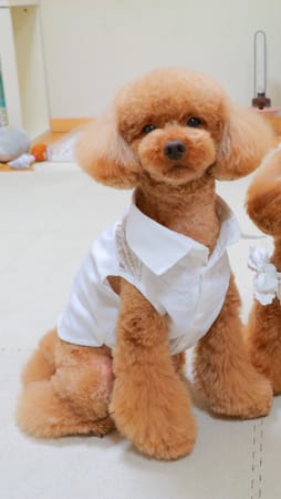 C&L.mamaさんの作品