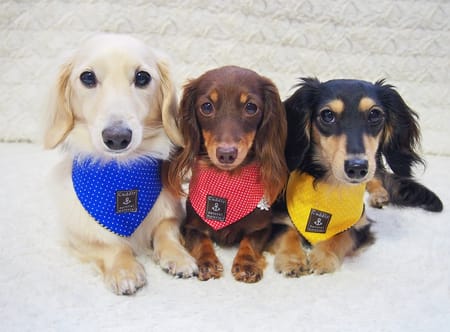 mamehanasoraさんの作品