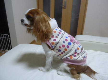 しまゆさんの作品