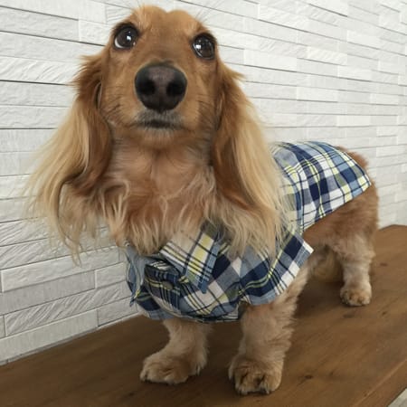 inu-no-hukuさんの作品