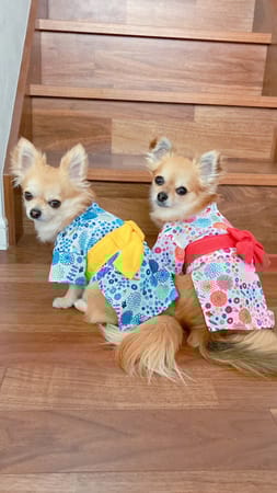 anirokitchenさんの作品