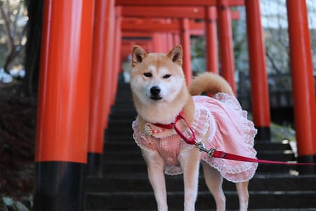 柴犬マイアさんの作品