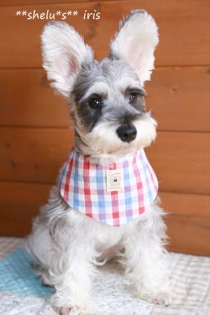 *choco-iris*さんの作品