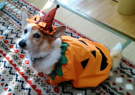 にゃん太さんの作品