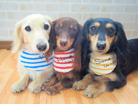 mamehanasoraさんの作品