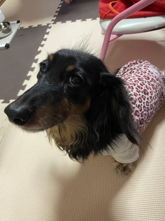 sakuramaruさんの作品