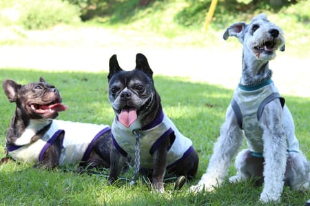 ちびっこさんの作品