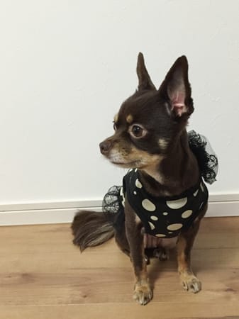 ゆずさんの作品