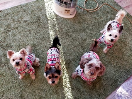 momonekoさんの作品