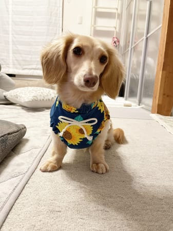 チーママさんの作品