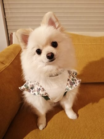 にこママさんの作品