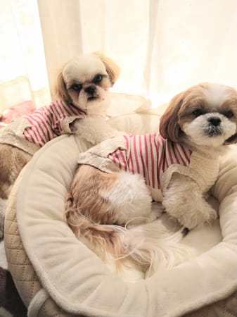 アユリナさんの作品