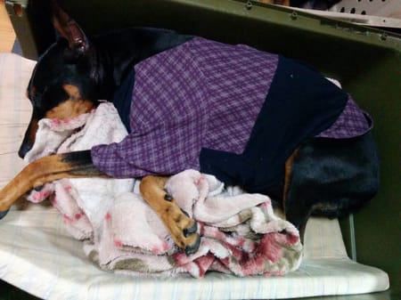 Aliceさんの作品