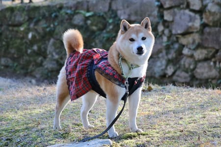 柴犬マイアさんの作品