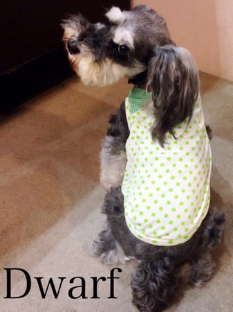 Dwarfさんの作品