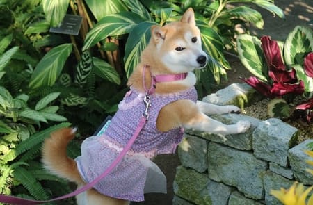 柴犬マイアさんの作品