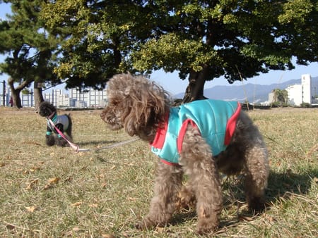 ハッピーパパさんの作品