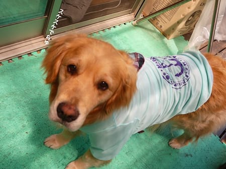 メグやんさんの作品