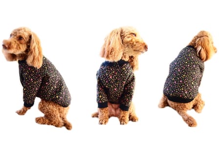 ルルさんの作品