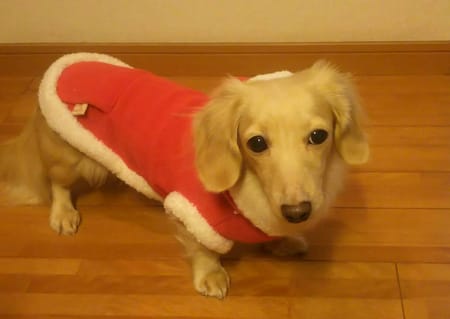 mamakasuさんの作品