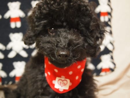 ちえぞうさんの作品