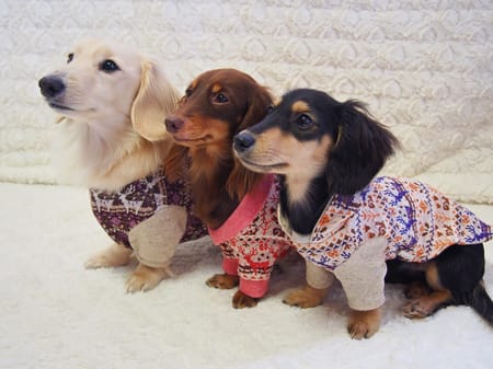 mamehanasoraさんの作品