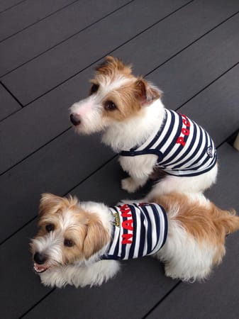 randymikioさんの作品