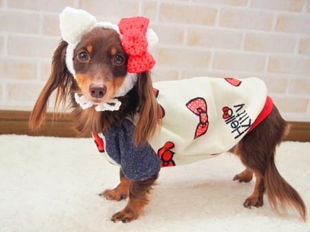 mamehanasoraさんの作品