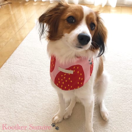 ..✳︎すみれ✳︎..Kooikerさんの作品