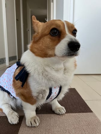 ゆめ元さんの作品