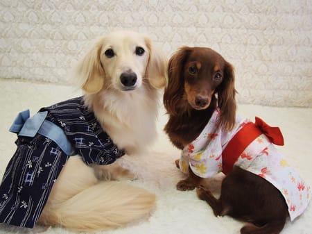 mamehanasoraさんの作品