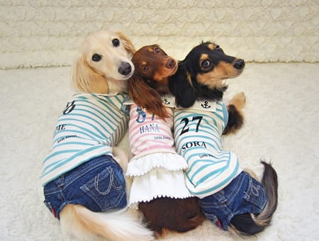 mamehanasoraさんの作品