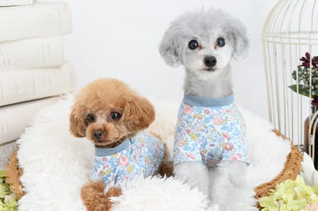 Chloeさんの作品