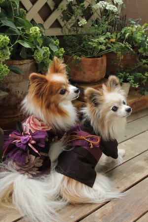 dularさんの作品