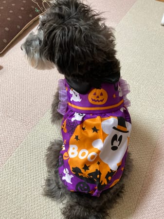 ここきなmomさんの作品