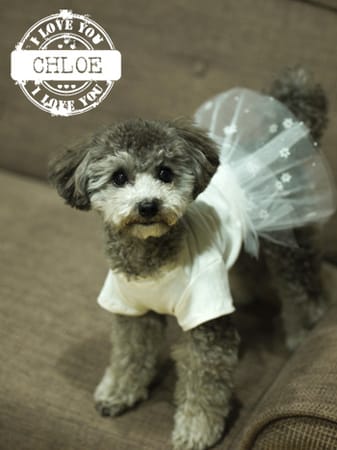 Chloeさんの作品