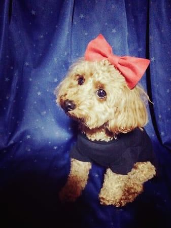 パコさんの作品