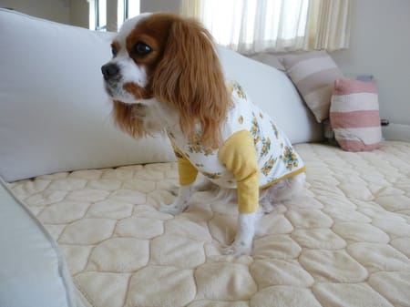 しまゆさんの作品