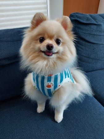 にこママさんの作品