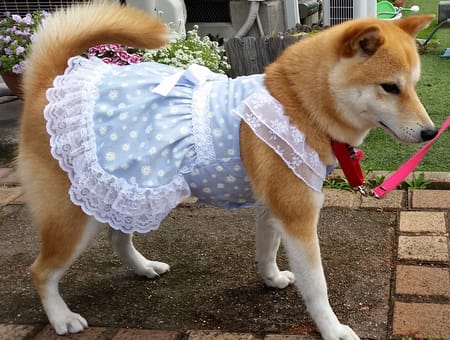 柴犬マイアさんの作品