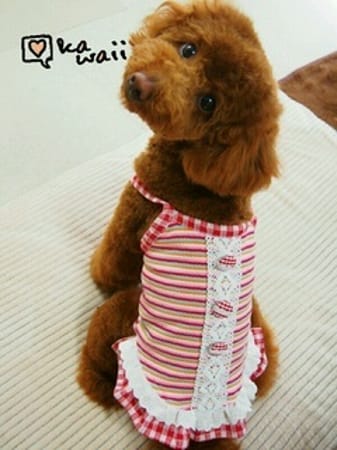 ちょここさんの作品