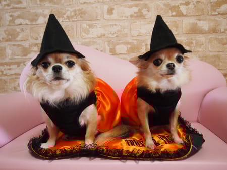 coco-taroさんの作品