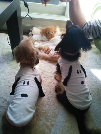 モコさんの作品