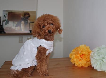 yuccoさんの作品