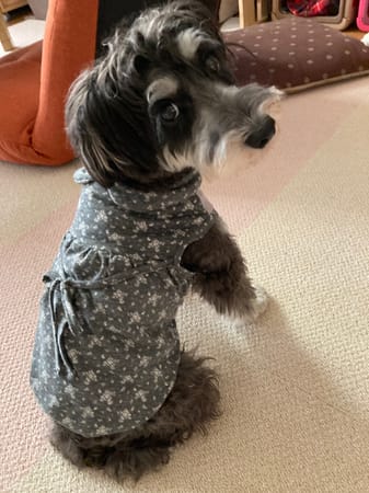 ここきなmomさんの作品