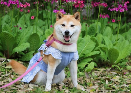 柴犬マイアさんの作品